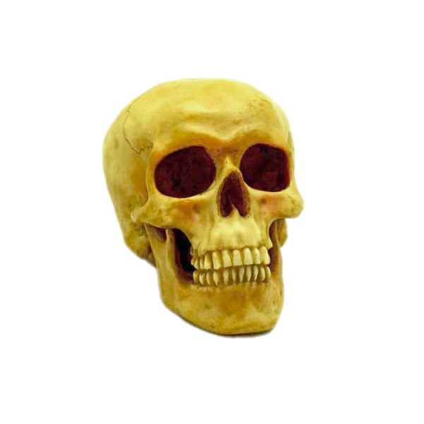 6" Skull
